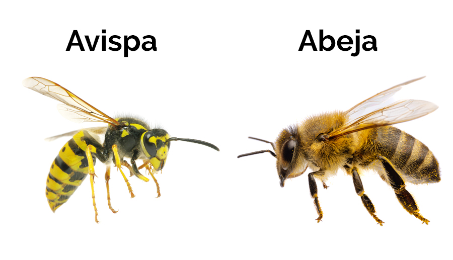 diferencia avispa abeja